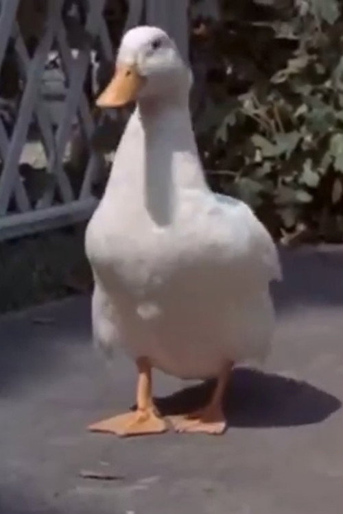 Webfoot Waddle photo 2