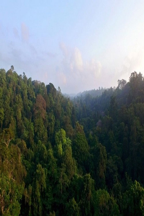 Póster oficial de Mundiya Kepanga, the Voice of the Forest (2017) - Documentary