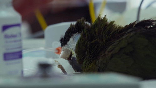 Sinfonia da Sobrevivência