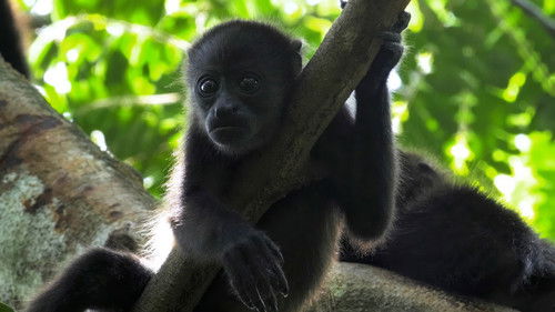 Cruising the Caribbean