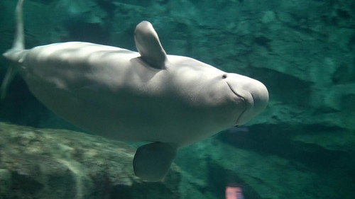 Port of Nagoya Public Aquarium