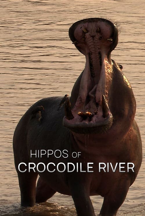 Poster Hippos of Crocodile River 2020