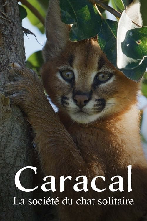 Caracal: La Société du chat solitaire Caracal: La Société du chat solitaire