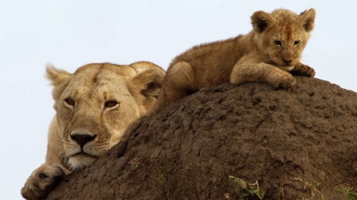 Lions: Africa's Super Power