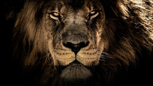 Big Cats - Season 1 Backdrop Blur