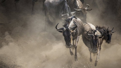 Exodus: The Great Migration Backdrop Blur