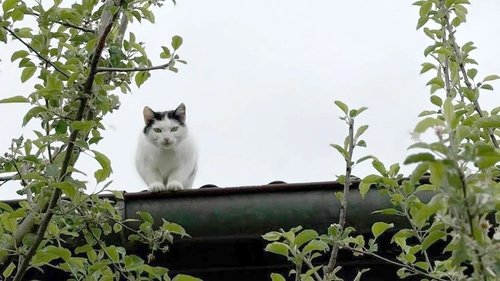 Image de l'épisode 126