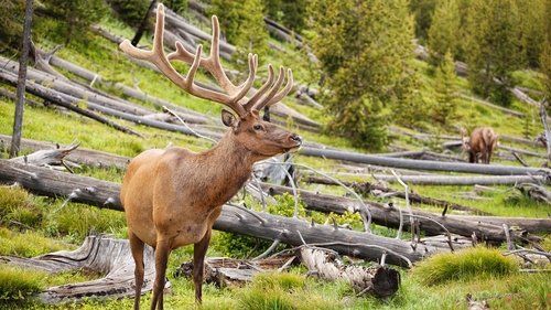 Great Yellowstone Thaw