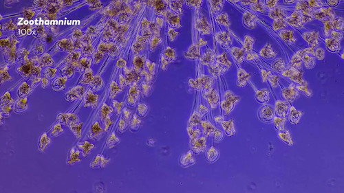 How Do Colonies Help Microorganisms Survive?