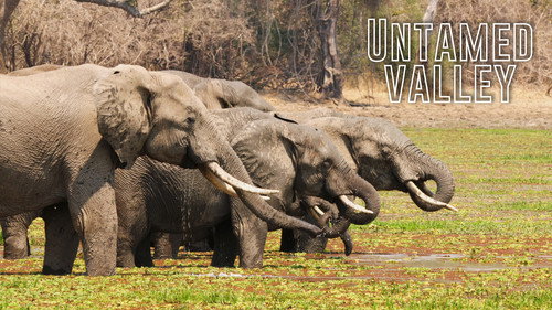 Untamed Valley - Season 1 Backdrop Blur