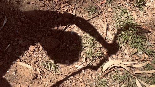 backdrop The Monster