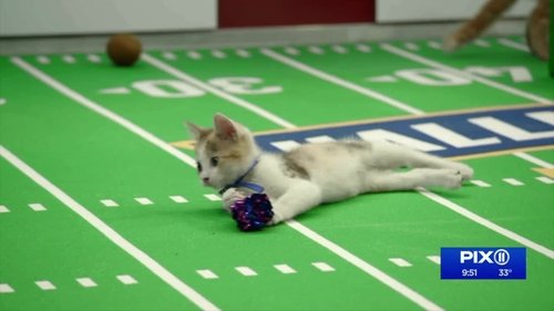 Kitten Bowl VIII Special Full Movie Online