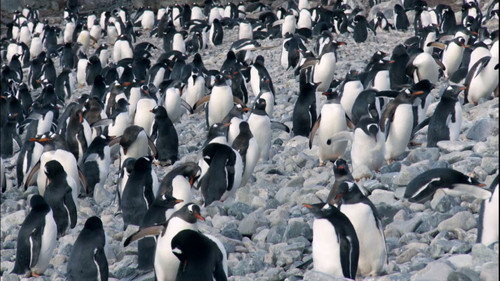 The Antartic