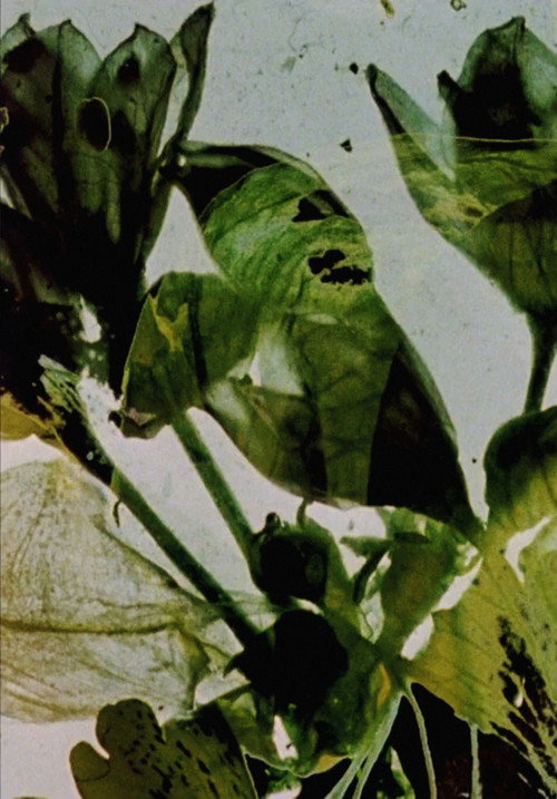Póster oficial de The Garden of Earthly Delights (1981) - Animation