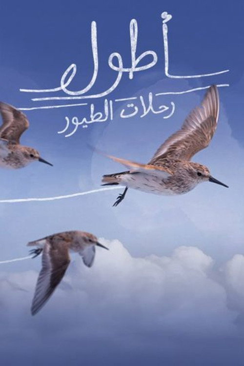 Longest bird flights