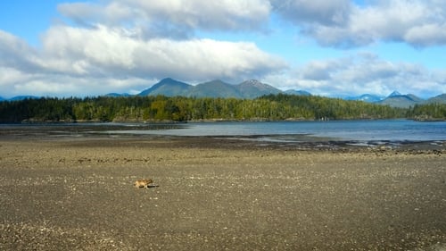 Os Lobos da Ilha de Vancouver: 1×1