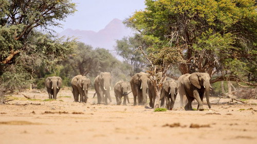 Nature's Leading Ladies