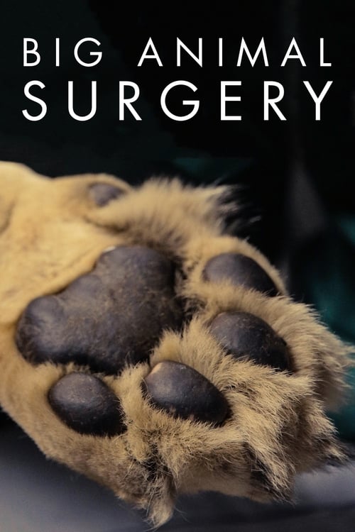 Poster Big Animal Surgery