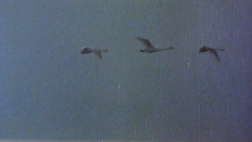 The Sounds of the Northern Forests