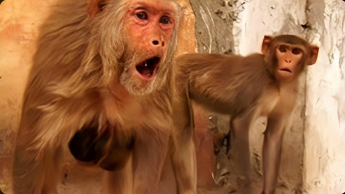 Like Father, Like Son