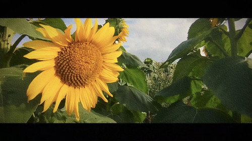 Wandering: The Art of Noticing