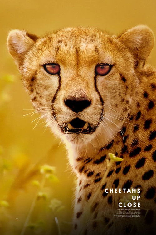 Cheetahs Up Close with Bertie Gregory poster