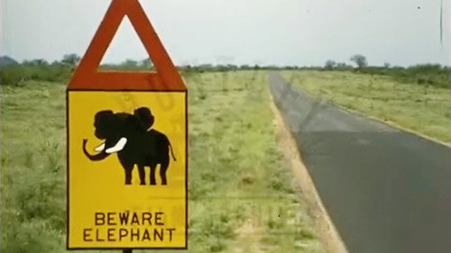 The Elephant & the Room Backdrop Blur