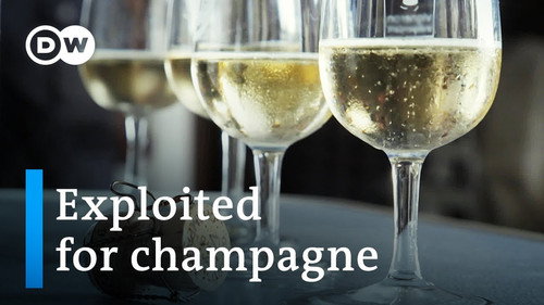 The dark side of the champagne industry