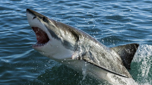Naufragio entre tiburones Backdrop Blur