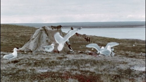 Netsilik Eskimo, II: At the Caribou Crossing Place