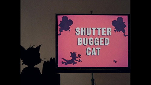 Shutter Bugged Cat