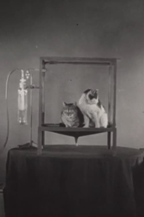 Poster Äthersalivation und ihre Unterdrückung durch Atropin bei der Katze 1939