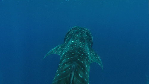 Planet Earth S01E11 — Ocean Deep episode still