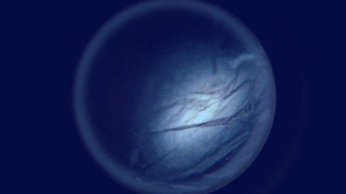 The Moral Value of Our Cells Backdrop Blur