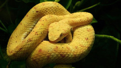 The Hidden World of Snakes - Season 1 Backdrop Blur
