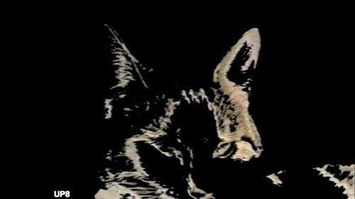 Duo des Chats Backdrop Blur