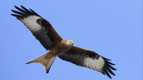 Reconnaitre les Rapaces Backdrop Blur