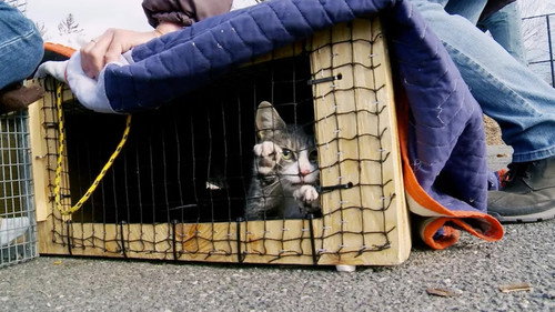 The Cat Rescuers still