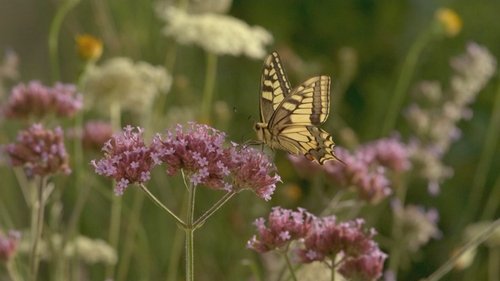 If I Were a Dragonfly or a Butterfly