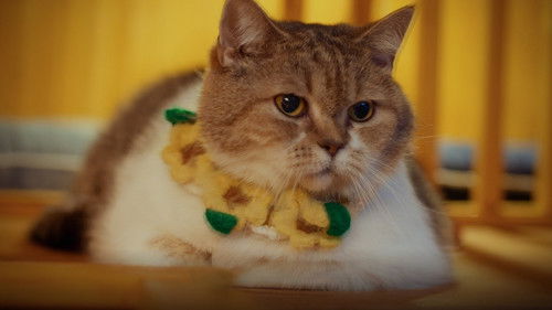 Poster della serie Cat for Cash