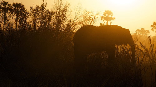 Africa Untamed - Season 1 Backdrop Blur