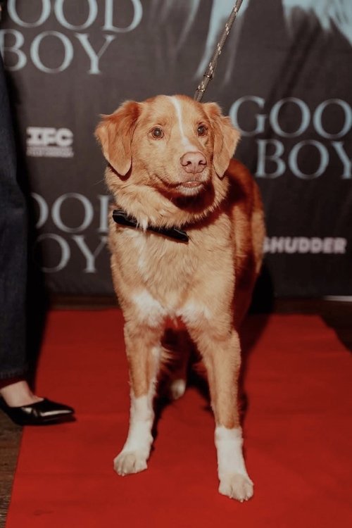 Image de Indy