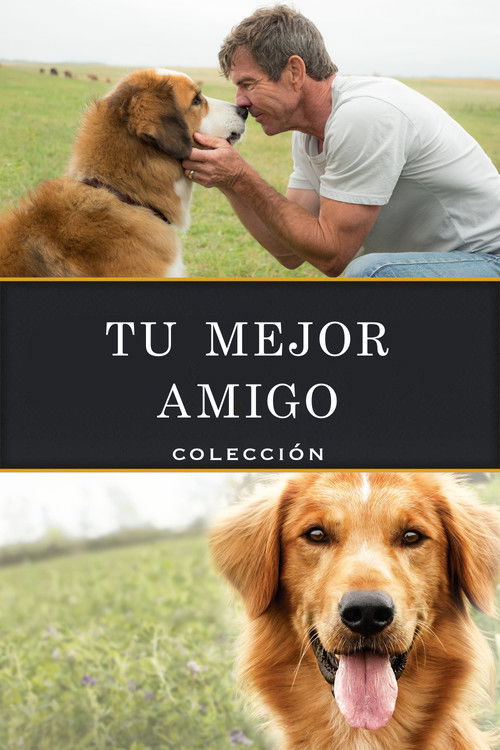 Tu mejor amigo - Colección