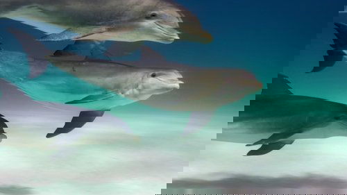Les dauphins