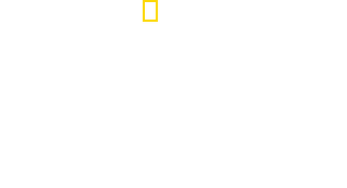 Baby Sharks