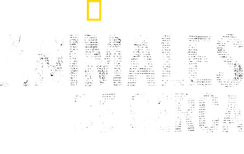 Animals Up Close with Bertie Gregory