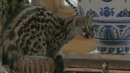 If I Were a Genet