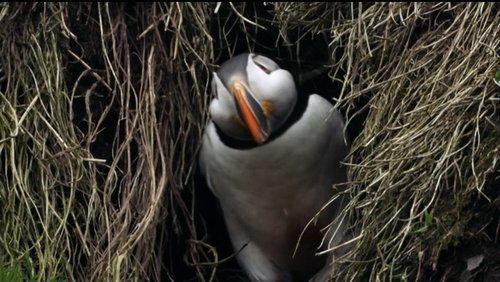 If I Were a Puffin