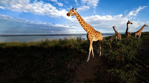 A Arca das Girafas