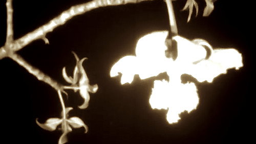 Baobab: Portrait of a Tree still